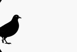 4toc-ezgif.com-optimize